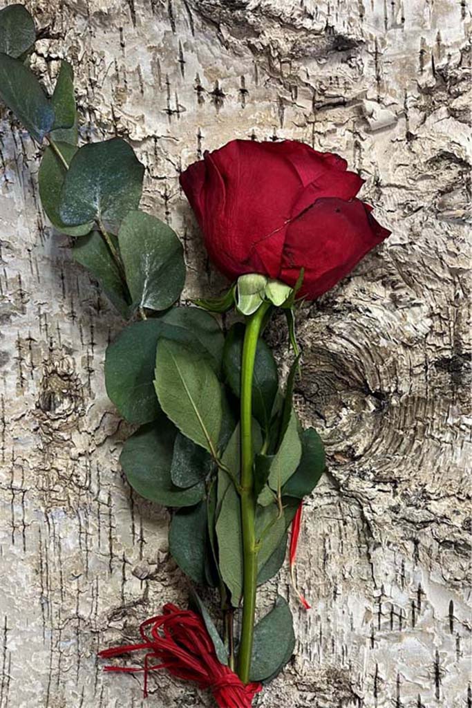 Single Stem Rose – Silver Birch @ BHGS